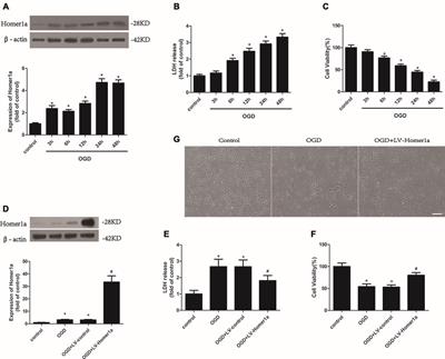 Homer1a Attenuates Endoplasmic Reticulum Stress-Induced Mitochondrial Stress After Ischemic Reperfusion Injury by Inhibiting the PERK Pathway